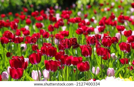 Beautiful red tulip flowers with selective focus in the park. Spring landscape large format
