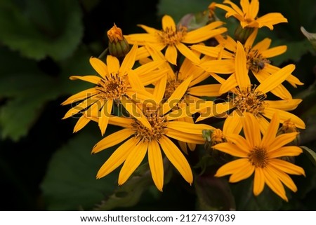 screensaver, background and wallpaper for your desktop and advertising, on the photo are bright yellow garden flowers in a vintage trendy style. simplicity and elegance.copy space.selective soft focus