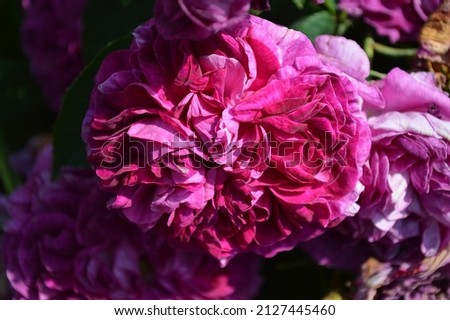 Close up of Rosa Charles de Mills Gallica rose pre 1746 seen in the garden in summer. Royalty-Free Stock Photo #2127445460