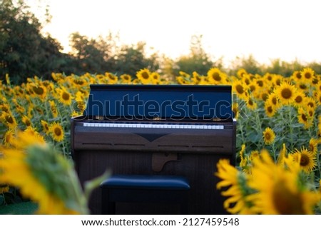 Piano in sunflower field on summer with blue sky