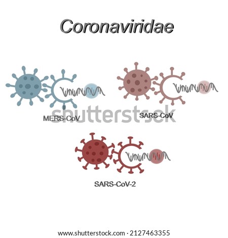 The important members of Coronaviruses  family (Coronaviridea): MERS-CoV, SARS-CoV and SARS-CoV-2. The picture show different structure of viral molecules. Royalty-Free Stock Photo #2127463355