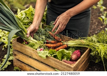 Vegetable farmer arranging freshly picked produce into a crate on an organic farm. Self-sustainable female farmer gathering a variety of fresh vegetables in her garden during harvest season. Royalty-Free Stock Photo #2127480059