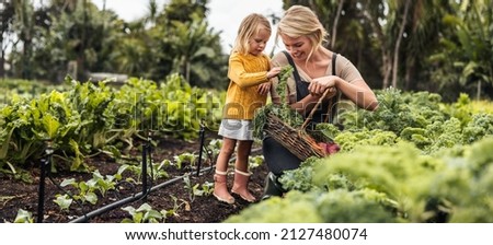 Smiling young mother gathering fresh kale with her daughter. Happy single mother picking fresh vegetables from an organic garden. Self-sustainable family harvesting fresh produce on their farm. Royalty-Free Stock Photo #2127480074