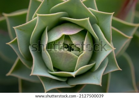 Fractal geometry found in succulent plants. Just before flowering in springtime Royalty-Free Stock Photo #2127500039