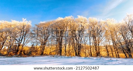 Line of trees on snowy hill winter background