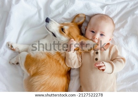An infant and ginger corgi pembroke laying on a white sheet and looking at the camera, top view. Relationships between baby and dog. Baby biting dog's ear. Fur allergy. Families with pets and newborn.