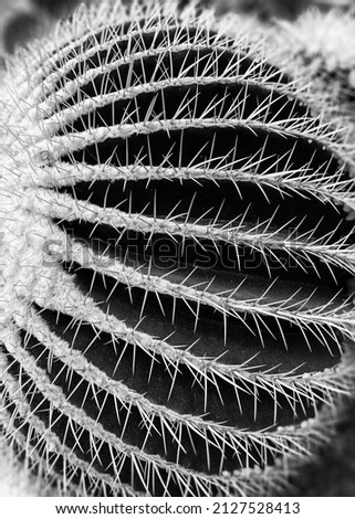 Black and white abstract photography cactus
