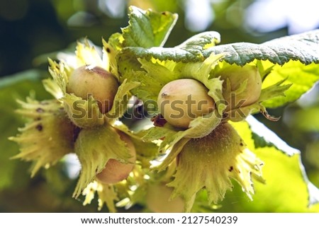 group of hazelnuts on hazel fruit tree,in August in the Italian Lazio region,macro close-up Royalty-Free Stock Photo #2127540239