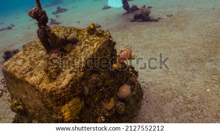 Scuba diving Red Sea Eilat