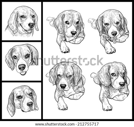 Set of adorable Beagle on white background