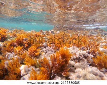 Underwater image in Las Rotas beach Natural park in Denia Alicante Spain Royalty-Free Stock Photo #2127560585