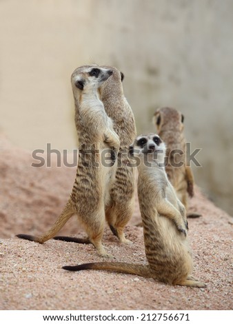 Cute funny-looking alert suricates