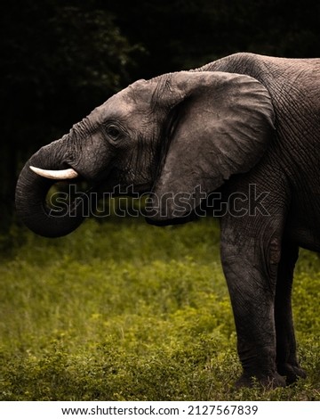 Male African Elephant in Chobe.