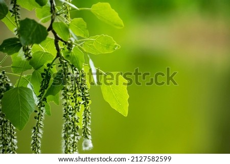 branch of birch tree (Betula pendula, silver birch, warty birch, European white birch) with green leaves and catkins. Selective focus Royalty-Free Stock Photo #2127582599
