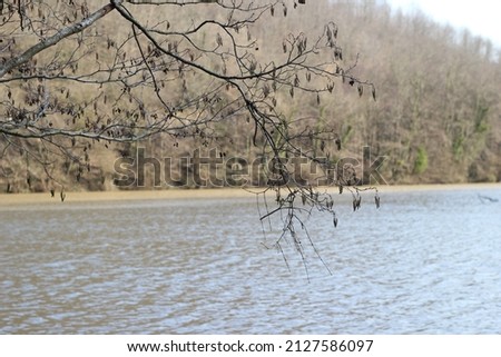 isolated lakeside background with a hanging tree branch concept, selective focus landscape photo close up idea natural outdoor hiking