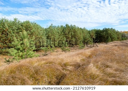 Young pine tree forest, blue sky with clouds, withered grass in the foreground.