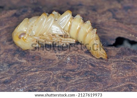 Pupa of darkling beetle (Zophobas morio) on wood.