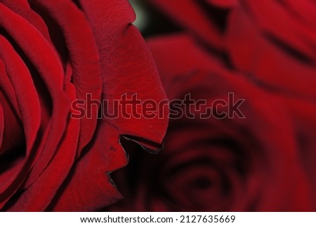 Close up photos of red roses and their petals. Detailed photos of different textures and perspectives.