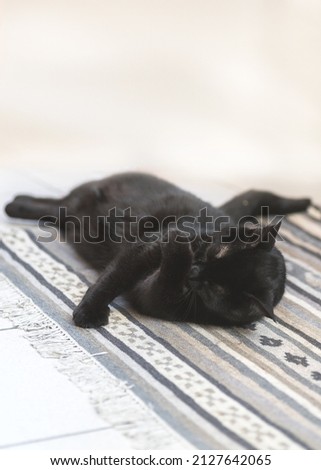 black cat lies on a gray carpet in comfort, rests and washes,