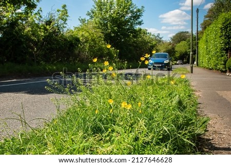 Wildflowers growing on a grass verge by the roadside. Some counties in the southeast of England have been cutting the roadside verges less often to provide habitat for wildlife. Selective focus. Royalty-Free Stock Photo #2127646628