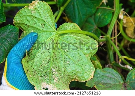 Aphids on cucumber leaves, agricultural pest. Aphid-infested cucumber plant.