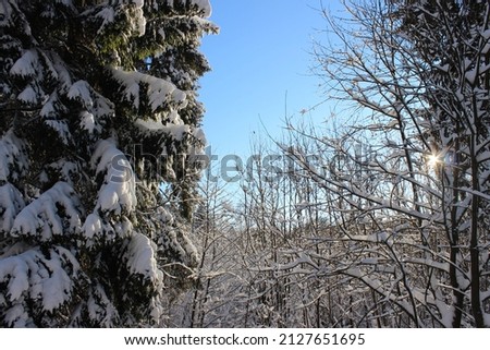 Snow covered trees. Snow covered spruce close up. Winter sunshine  landscape. 
