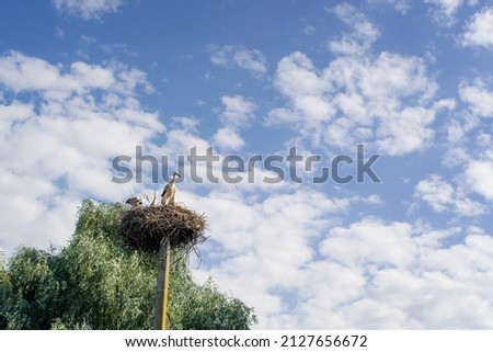 Family of young storks in a nest on a concrete pole against a blue cloudy sky