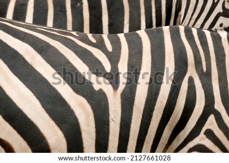 Black and white stripes on two zebras -  texture detail