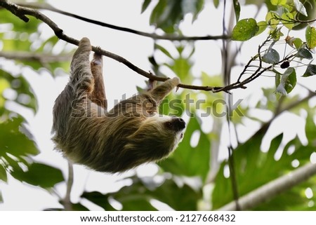A closeup shot of a sloths on a tree