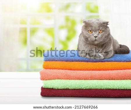 A stack of cozy sweaters on the table. A domestic cat sits on top. Autumn and winter concept.