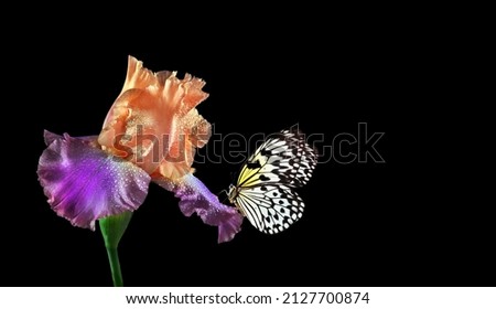 Bright tropical butterfly on colorful iris flower in water drops isolated on black. Rice paper butterfly. Large tree nymph. White nymph butterfly.