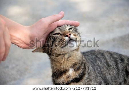 stroke with your hand a street cat in brown color. Cat enjoys Royalty-Free Stock Photo #2127701912