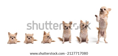collection cute little chihuahua in brown on white background
