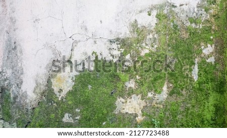 Mossy abstract background, mossy asphalt with clay plants around in Indonesia Royalty-Free Stock Photo #2127723488