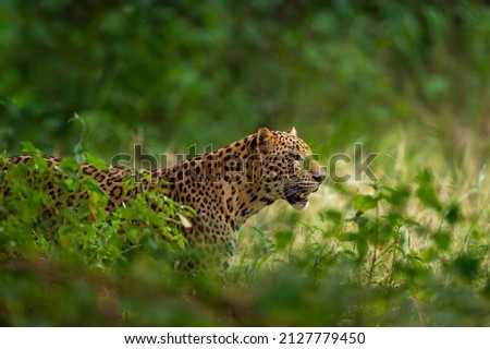 indian wild male leopard or panther face closeup in natural monsoon green during outdoor jungle safari at forest of central india - panthera pardus fusca