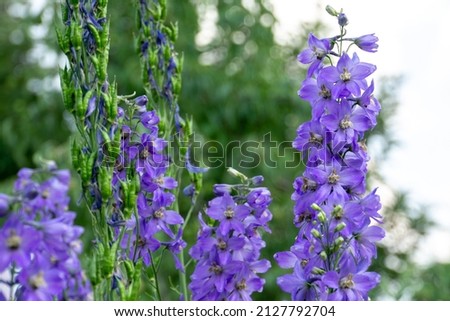 Decorative delphinium flowers of violet color glowing in the garden. Royalty-Free Stock Photo #2127792704