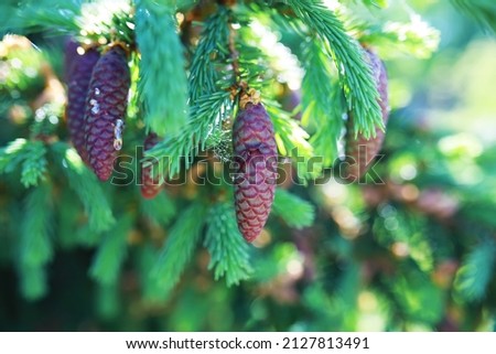 Fir branches with cones. Pinery. Trees in forest. Glare of the sun.