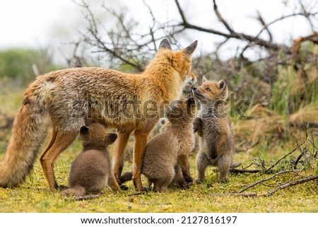 Family of Red Foxes Drinking with Their Mom and Begging 