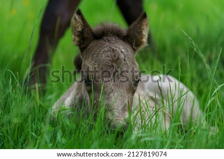 Low angle view of a newborn, only one-day-old Icelandic horse foal, lying in tall green grass looking at the camera Royalty-Free Stock Photo #2127819074