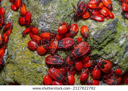 Lot of red firebug on stone in summer forest close up. Many Pyrrhocoris apterus bright insects on rock in spring park