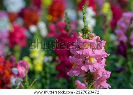 Antirrhinum majus dragon flower also known as Snap Dragons and Tagetes patula (French Marigolds) is blooming in the garden