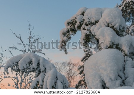 Spruces and pines are covered with snow against the sky.
  Winter, evening landscape. Nature of Scandinavia, Finland. Christmas card, there is a place for text