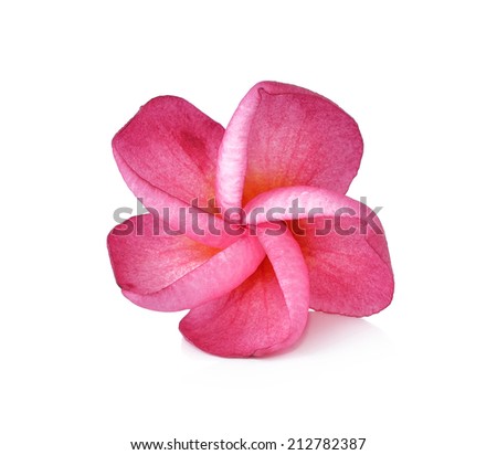 Frangipani flower isolated on white