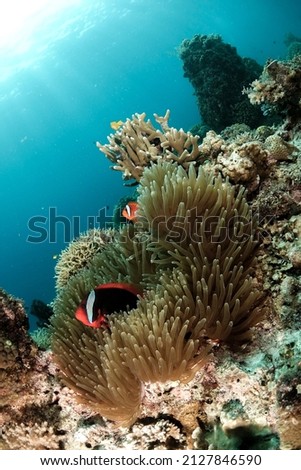 family of tropical clownfish live in an anemone