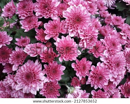 Pattern of pink chrysanthemum flowers bloom background