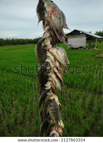 Fresh fish after fishing in the fields - hunting freshwater fish
