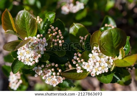 Aronia melanocarpa white flowers in spring. Black chokeberry bloom and green leaves on branch in garden. Close up photo. Royalty-Free Stock Photo #2127863693