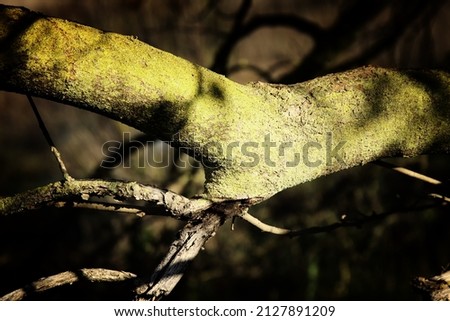 Image of tree trunk with bare branches in the forest
