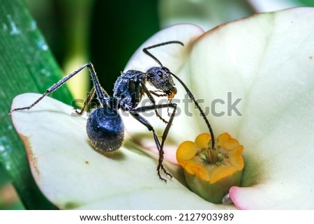Savannah spiny sugar ant (Polyrhachis schistacea) eating nectar from a (Euphorbia milii) Crown of thorns flower, Pilansburg, North West Province, South Africa Royalty-Free Stock Photo #2127903989