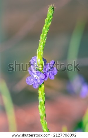(Stachytarpheta jamaicensis) Blue porterweed Wild flowers during spring, Cape Town, South Africa